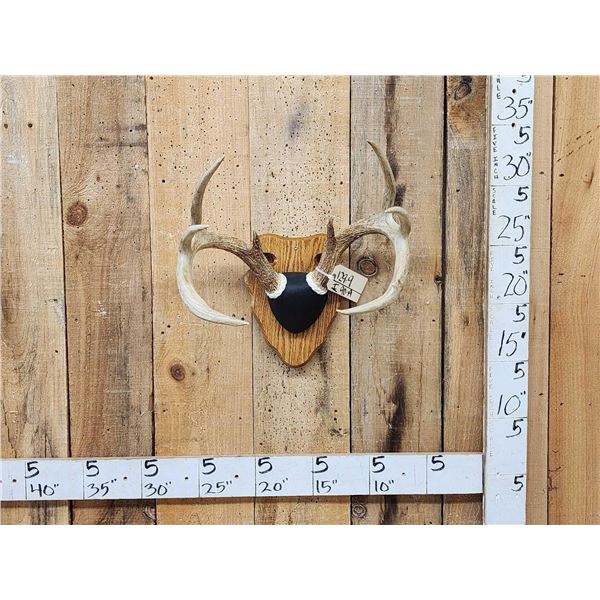 4x4 Wild Iowa Whitetail Antlers On Plaque