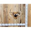 Image 1 : 4x4 Wild Iowa Whitetail Antlers On Plaque