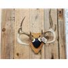Image 2 : 4x4 Wild Iowa Whitetail Antlers On Plaque
