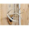 Image 3 : 4x4 Wild Iowa Whitetail Antlers On Plaque