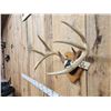 Image 4 : 4x4 Wild Iowa Whitetail Antlers On Plaque