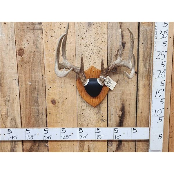 5x5 Wild Iowa Whitetail Antlers On Plaque