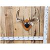 Image 1 : 5x5 Wild Iowa Whitetail Antlers On Plaque