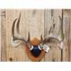 Image 2 : 5x5 Wild Iowa Whitetail Antlers On Plaque