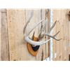 Image 3 : 5x5 Wild Iowa Whitetail Antlers On Plaque
