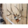 Image 4 : 5x5 Wild Iowa Whitetail Antlers On Plaque