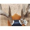 Image 5 : 5x5 Wild Iowa Whitetail Antlers On Plaque
