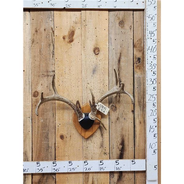 4x4 Wild Iowa Whitetail Antlers On Plaque
