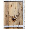 Image 1 : 4x4 Wild Iowa Whitetail Antlers On Plaque