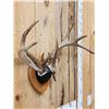 Image 2 : 4x4 Wild Iowa Whitetail Antlers On Plaque