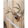 Image 3 : 4x4 Wild Iowa Whitetail Antlers On Plaque