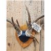 Image 4 : 4x4 Wild Iowa Whitetail Antlers On Plaque