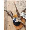 Image 5 : 4x4 Wild Iowa Whitetail Antlers On Plaque