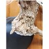 Image 6 : 4x4 Wild Iowa Whitetail Antlers On Plaque