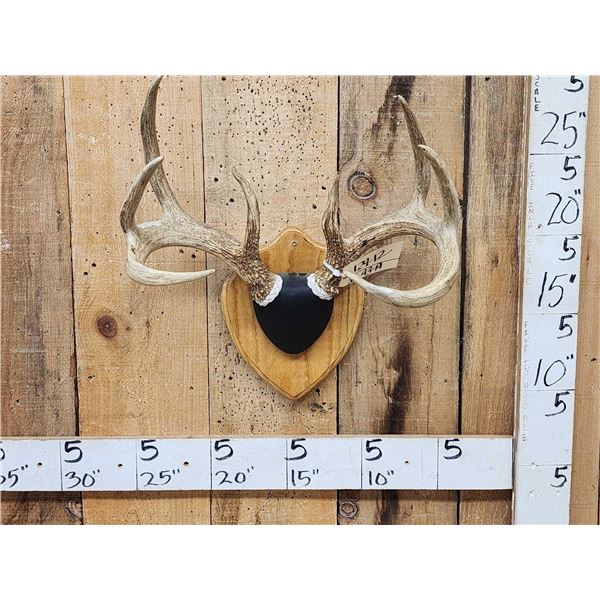 4x4 Wild Iowa Whitetail Antlers On Plaque