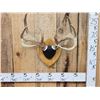 Image 1 : 4x4 Wild Iowa Whitetail Antlers On Plaque
