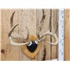 Image 2 : 4x4 Wild Iowa Whitetail Antlers On Plaque
