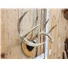Image 3 : 4x4 Wild Iowa Whitetail Antlers On Plaque
