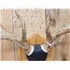 Image 4 : 4x4 Wild Iowa Whitetail Antlers On Plaque