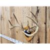 Image 5 : 4x4 Wild Iowa Whitetail Antlers On Plaque