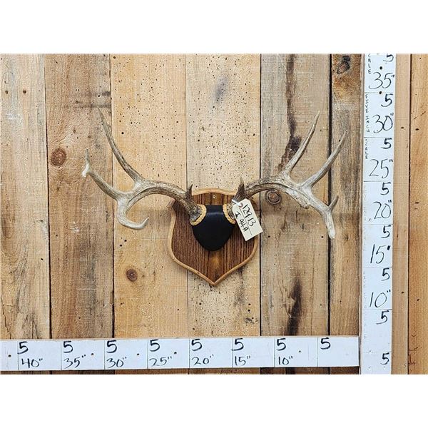 4x5 Wild Iowa Whitetail Antlers On Plaque