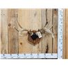 Image 1 : 4x5 Wild Iowa Whitetail Antlers On Plaque