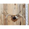 Image 2 : 4x5 Wild Iowa Whitetail Antlers On Plaque