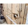 Image 4 : 4x5 Wild Iowa Whitetail Antlers On Plaque