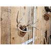 Image 5 : 4x5 Wild Iowa Whitetail Antlers On Plaque