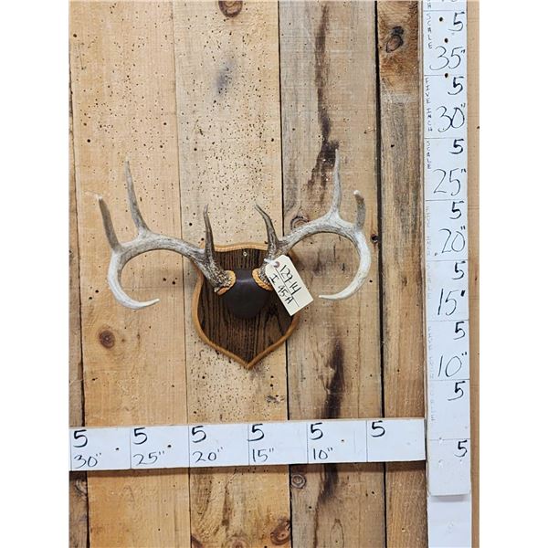 4x4 Wild Iowa Whitetail Antlers On Plaque