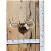Image 1 : 4x4 Wild Iowa Whitetail Antlers On Plaque