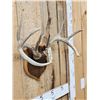 Image 2 : 4x4 Wild Iowa Whitetail Antlers On Plaque