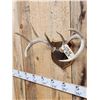 Image 3 : 4x4 Wild Iowa Whitetail Antlers On Plaque