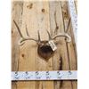 Image 4 : 4x4 Wild Iowa Whitetail Antlers On Plaque