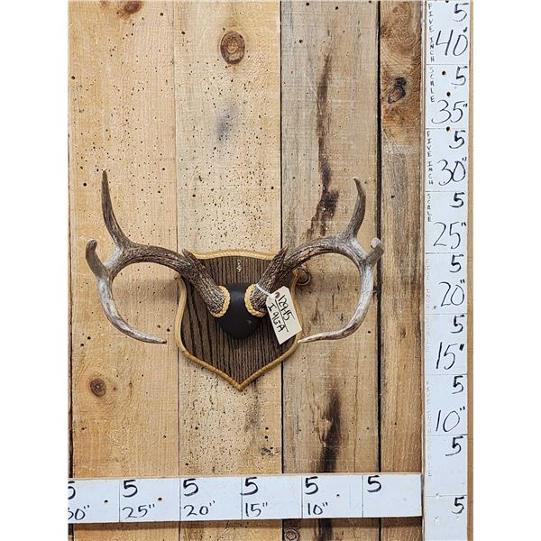 4x4 Wild Iowa Whitetail Antlers On Plaque