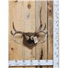 Image 1 : 4x4 Wild Iowa Whitetail Antlers On Plaque