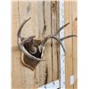 Image 2 : 4x4 Wild Iowa Whitetail Antlers On Plaque