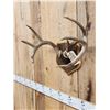 Image 3 : 4x4 Wild Iowa Whitetail Antlers On Plaque