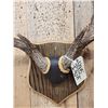 Image 4 : 4x4 Wild Iowa Whitetail Antlers On Plaque
