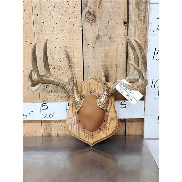 5x5 Whitetail Antlers On Plaque