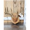 Image 1 : 5x5 Whitetail Antlers On Plaque
