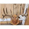 Image 2 : 5x5 Whitetail Antlers On Plaque