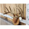 Image 3 : 5x5 Whitetail Antlers On Plaque