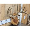 Image 4 : 5x5 Whitetail Antlers On Plaque