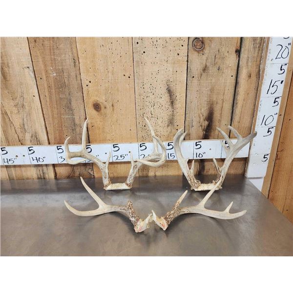 3 Sets Of Whitetail Antlers On Skull Plate