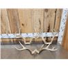 Image 1 : 3 Sets Of Whitetail Antlers On Skull Plate