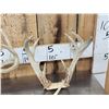 Image 2 : 3 Sets Of Whitetail Antlers On Skull Plate