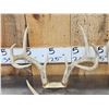 Image 3 : 3 Sets Of Whitetail Antlers On Skull Plate