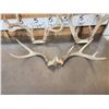 Image 4 : 3 Sets Of Whitetail Antlers On Skull Plate