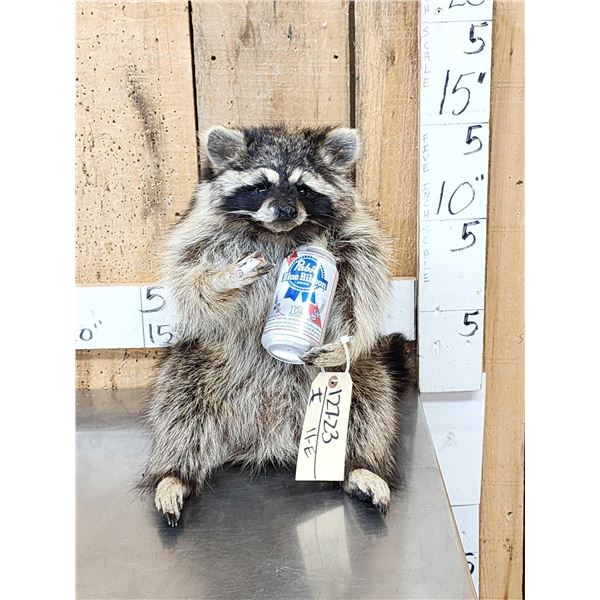 Naughty Raccoon Full Body Taxidermy Mount